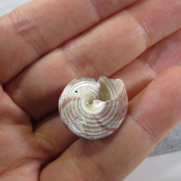 REAL Sea Shells PURPLE wide variety of sizes (all items in 1st pic) 1lb + - Picture 3 of 16